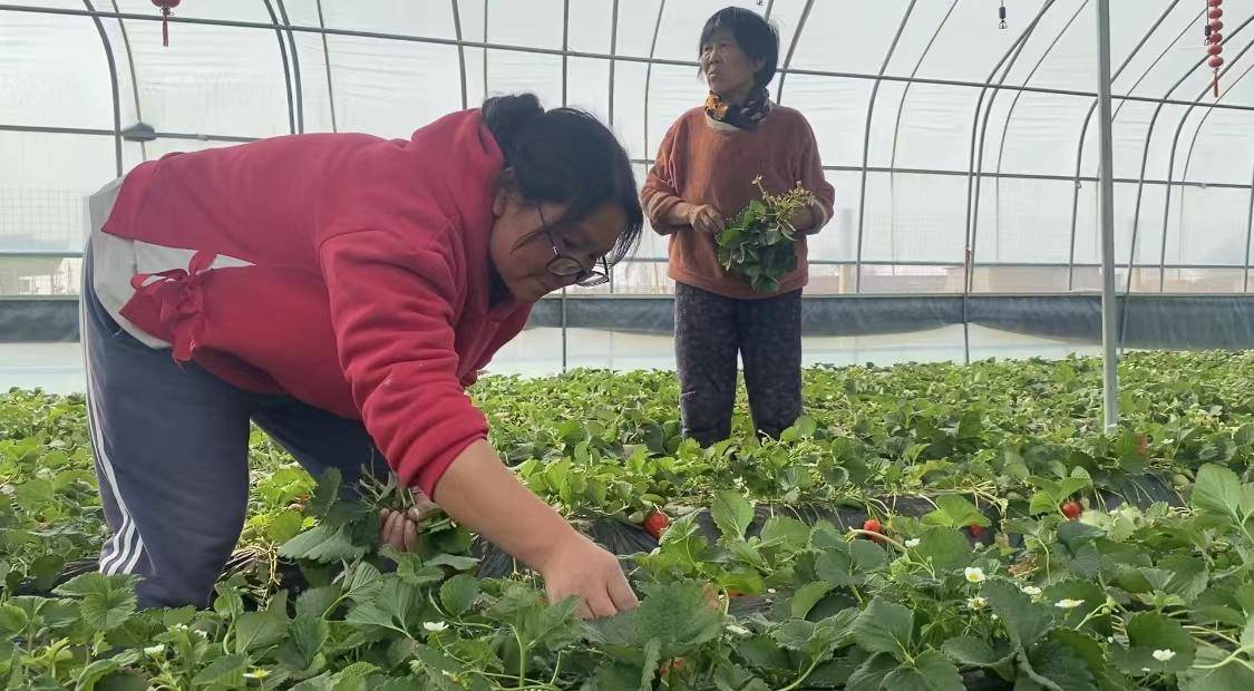 村蜜客户端香蜜一村旧改最新消息