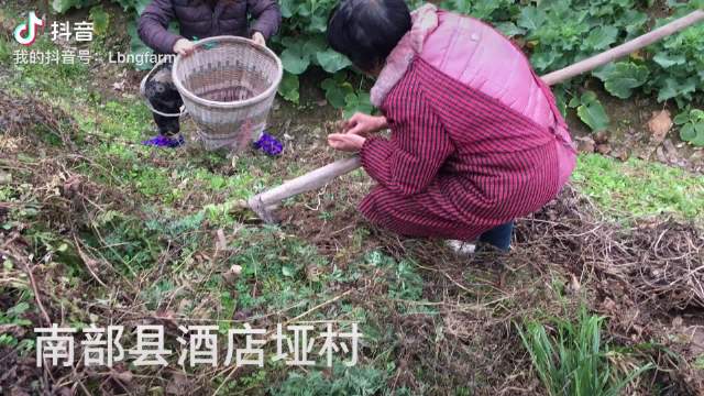 村蜜客户端香蜜一村旧改最新消息-第2张图片-太平洋在线下载