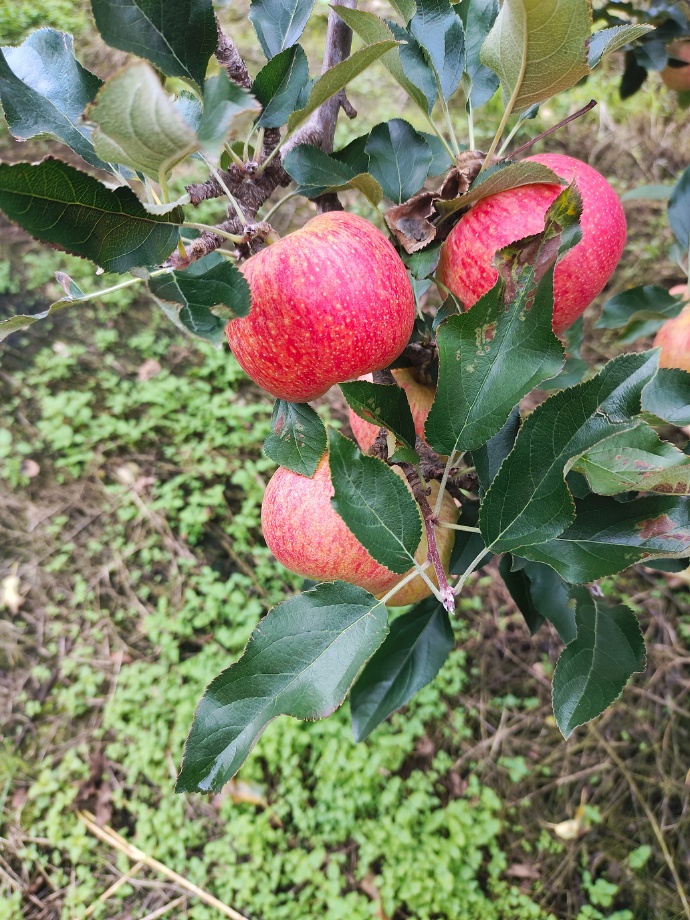 除草苹果版僵尸农场ios版下载-第2张图片-太平洋在线下载