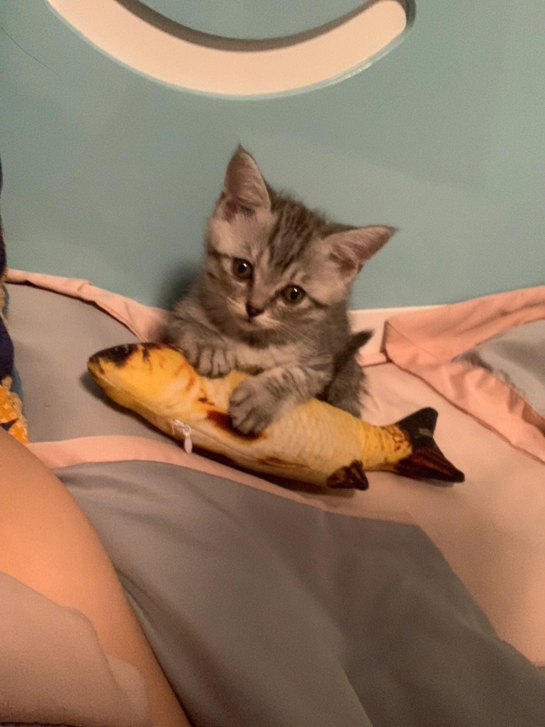 电视猫视频手机版在哪手机电视猫app下载官网-第2张图片-太平洋在线下载